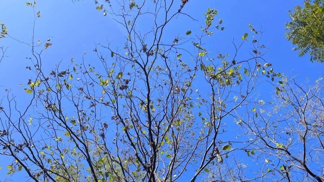 塔峰鎮保幹村:拐棗成熟期 釀酒正當時_藍山_華雄_果實