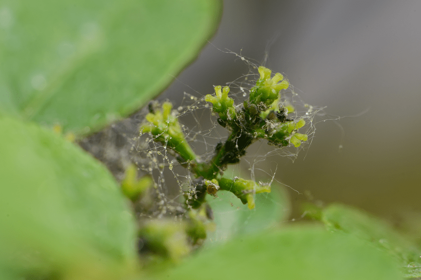 花椒的花小,黃綠色,聚集為圓錐花序,雌雄異花,春季開放,圖為雌花.