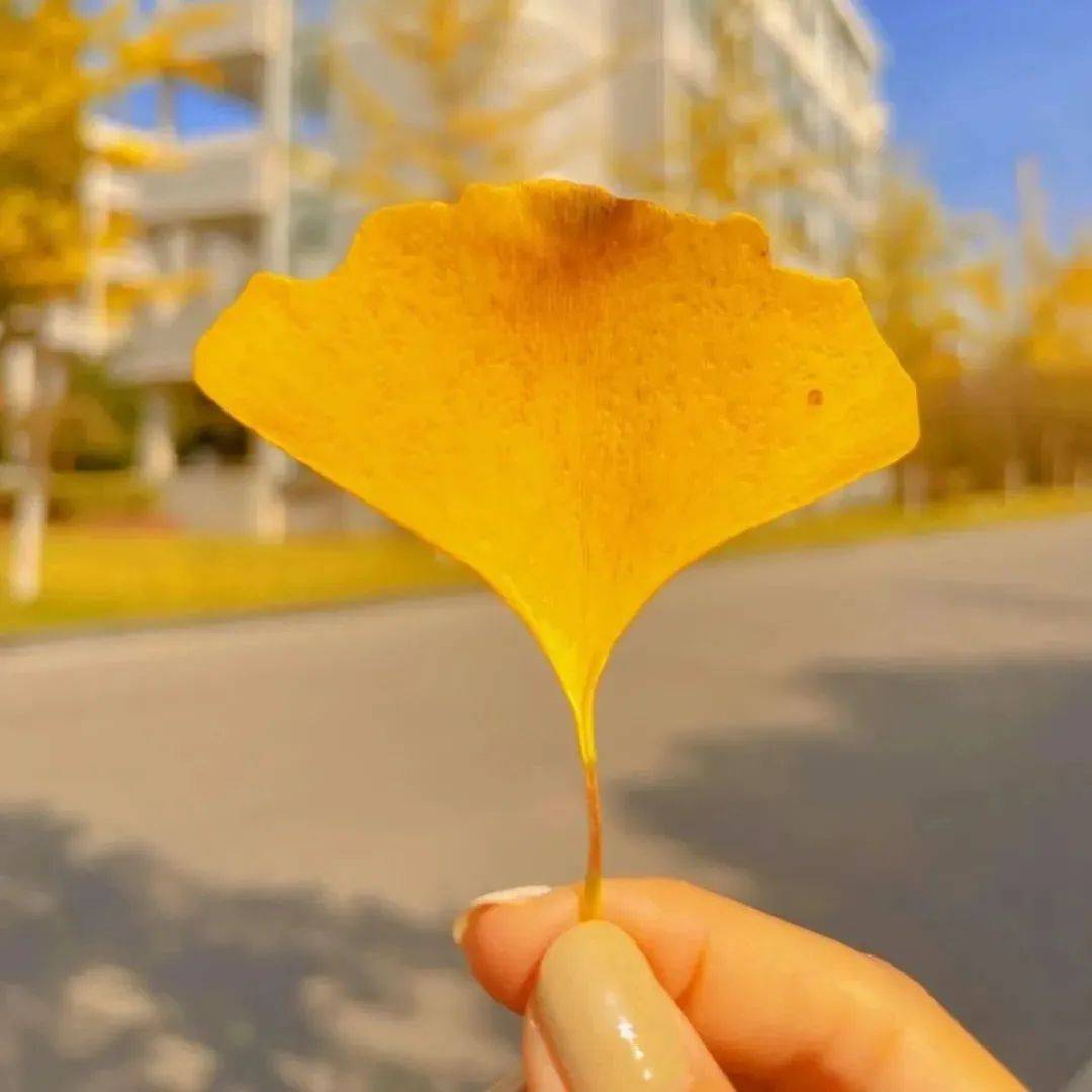 让诗意与温柔并存收藏一冬欢喜拾起一片银杏叶仿佛被卷入橘子味的拥抱