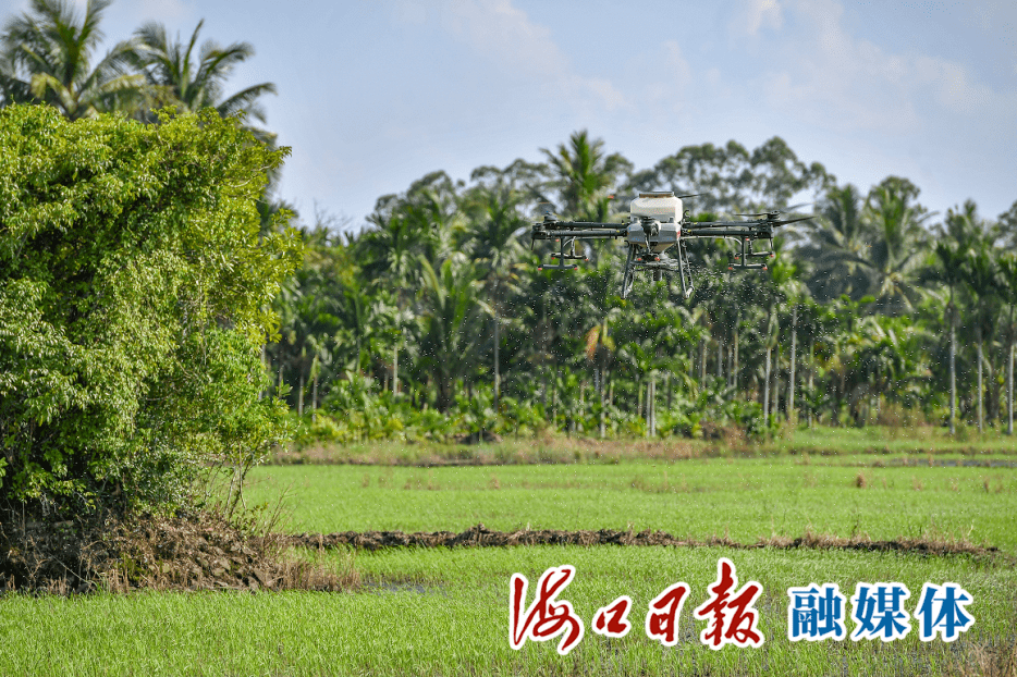 瓊山福稻核心種植區農用無人機施肥.