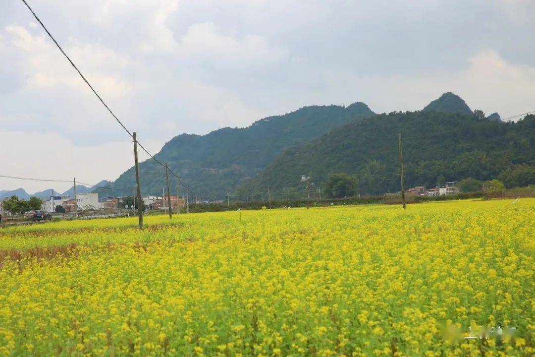 上林油菜花图片