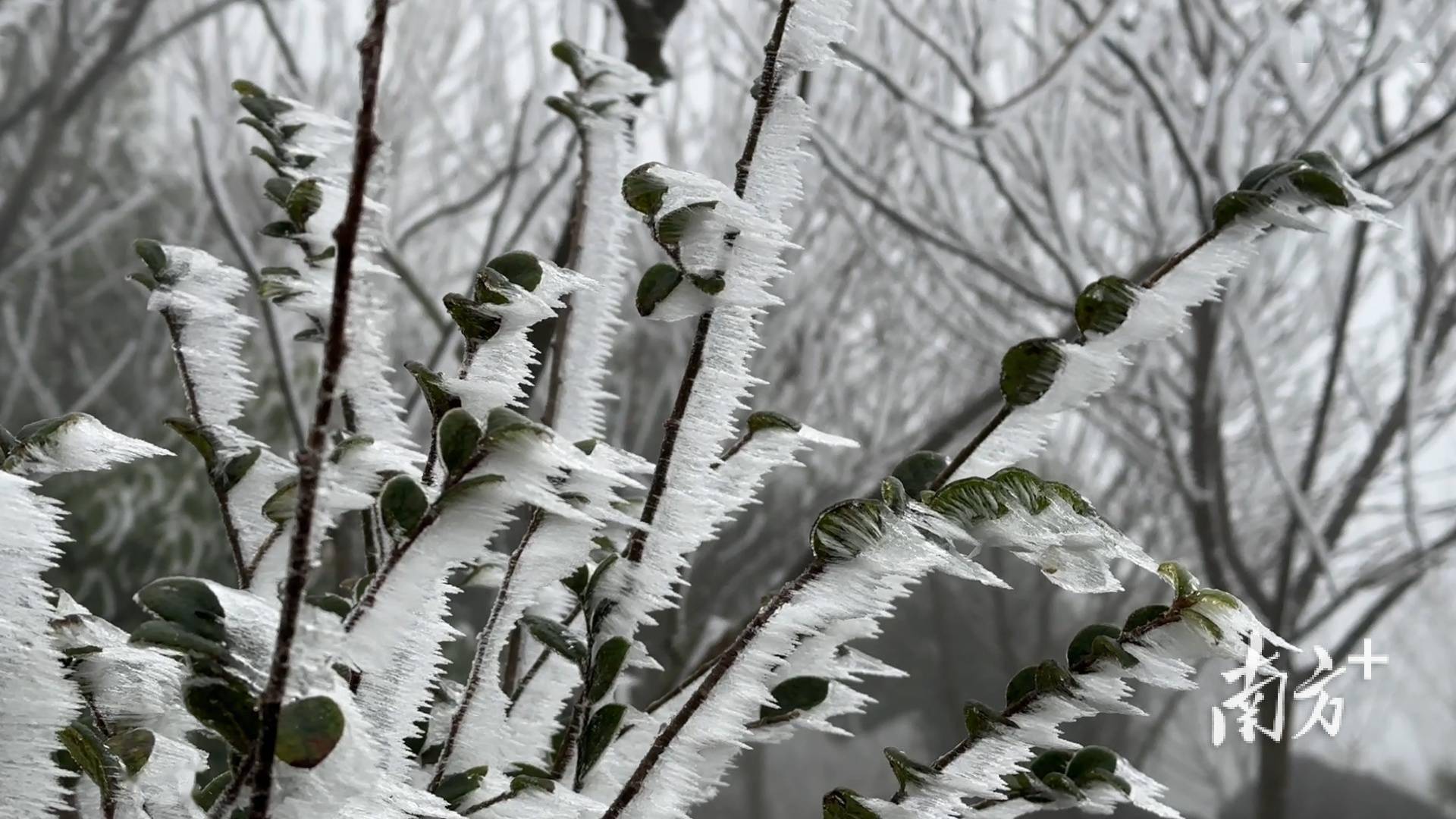 快来韶关乐昌赏"雪树银花"→_陈锴进_南方_摄影