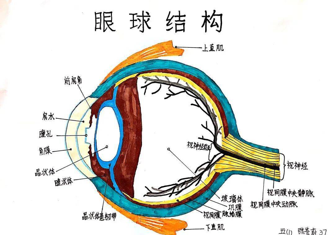 眼球的结构示意图简笔图片