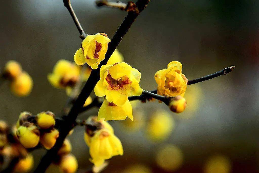 琼花雨露一相逢,迎春花香送祝福_风景_雪花_生活