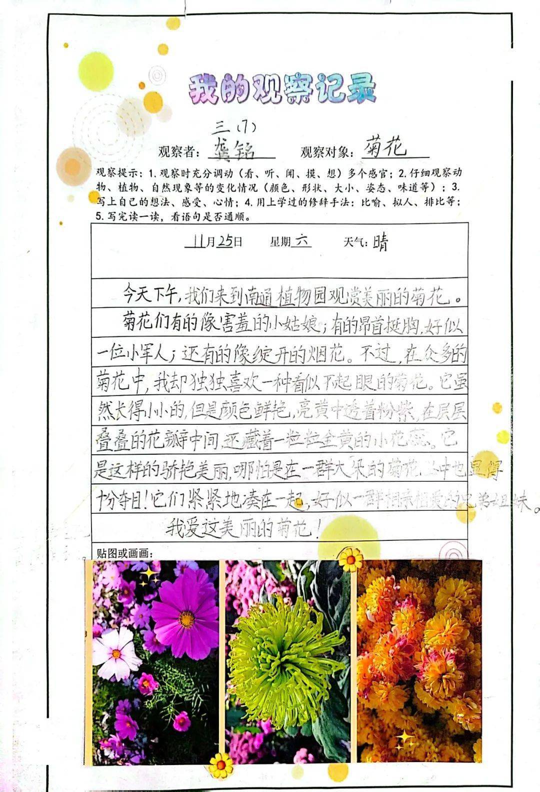 菊花观察记录表图片