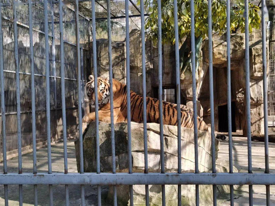 六盘水动物园防寒神器全部到位~_乌蒙_环境_措施