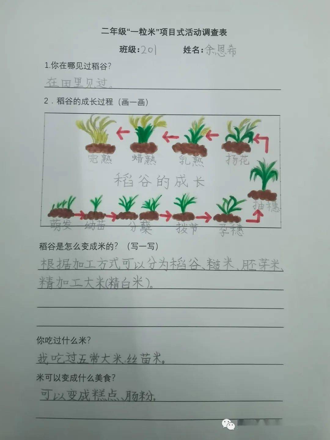 二年级"米之不易"项目式学习活动