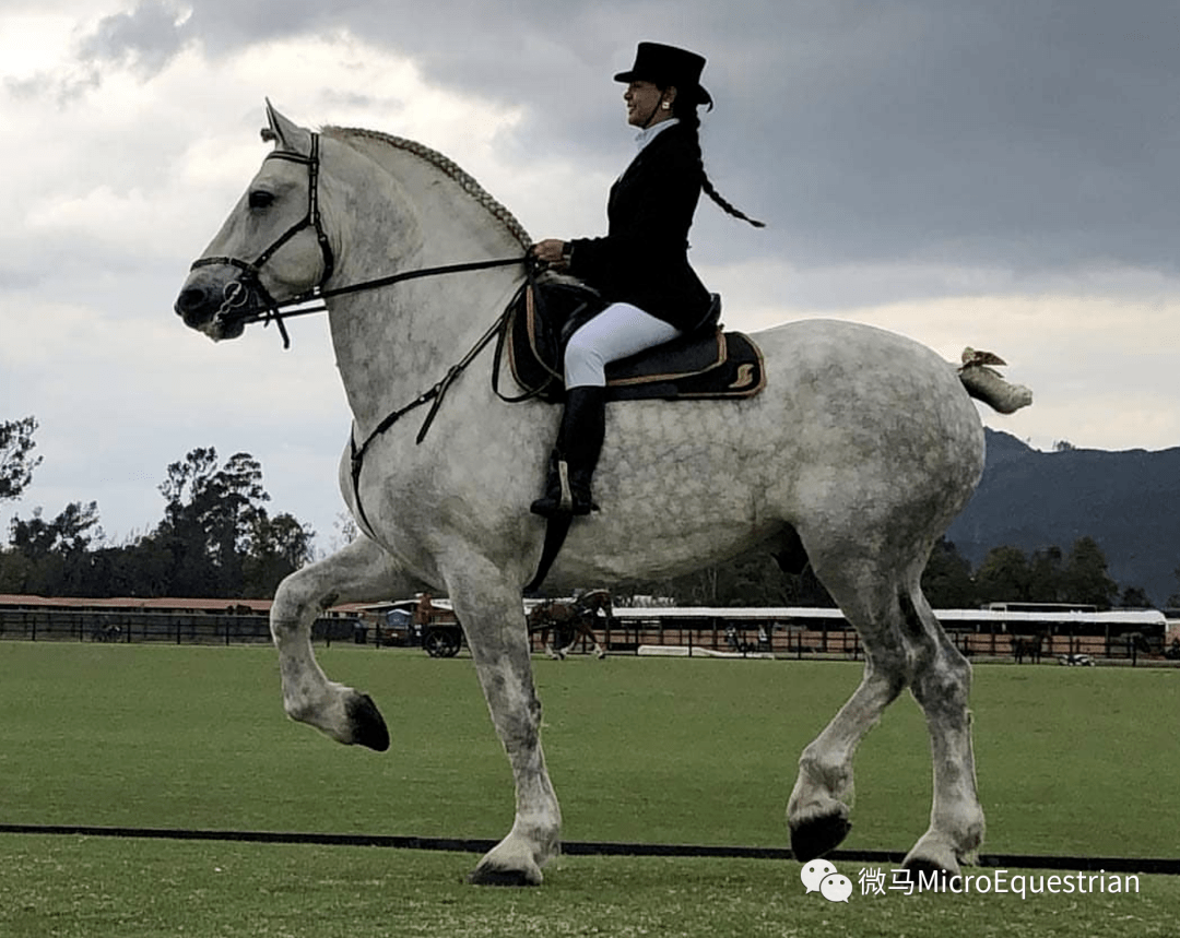 最优雅、最经典的重型马——\u200b佩尔什马_搜狐网, image size:1080x859