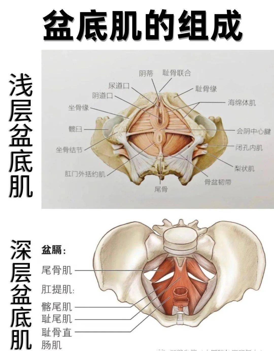 盆底康復最佳訓練方法_臀部_膝關節_地面