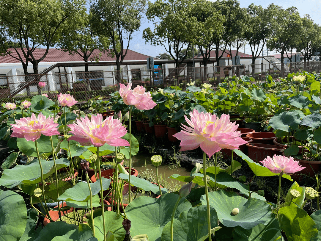 辰山植物園7個荷花新品種獲植物新品種保護權_觀賞植物_資源_雜交