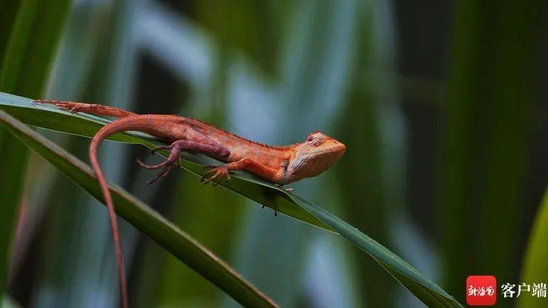 海南爱豆"雷公马",对日光浴情有独钟!
