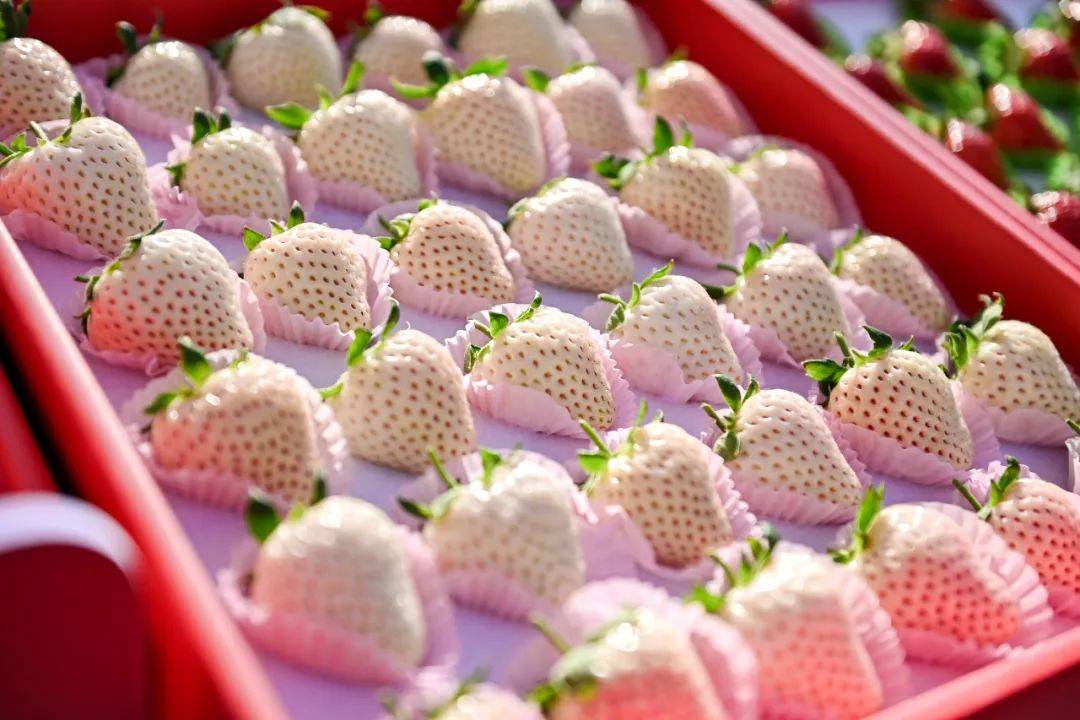 奉化尚田草莓图片