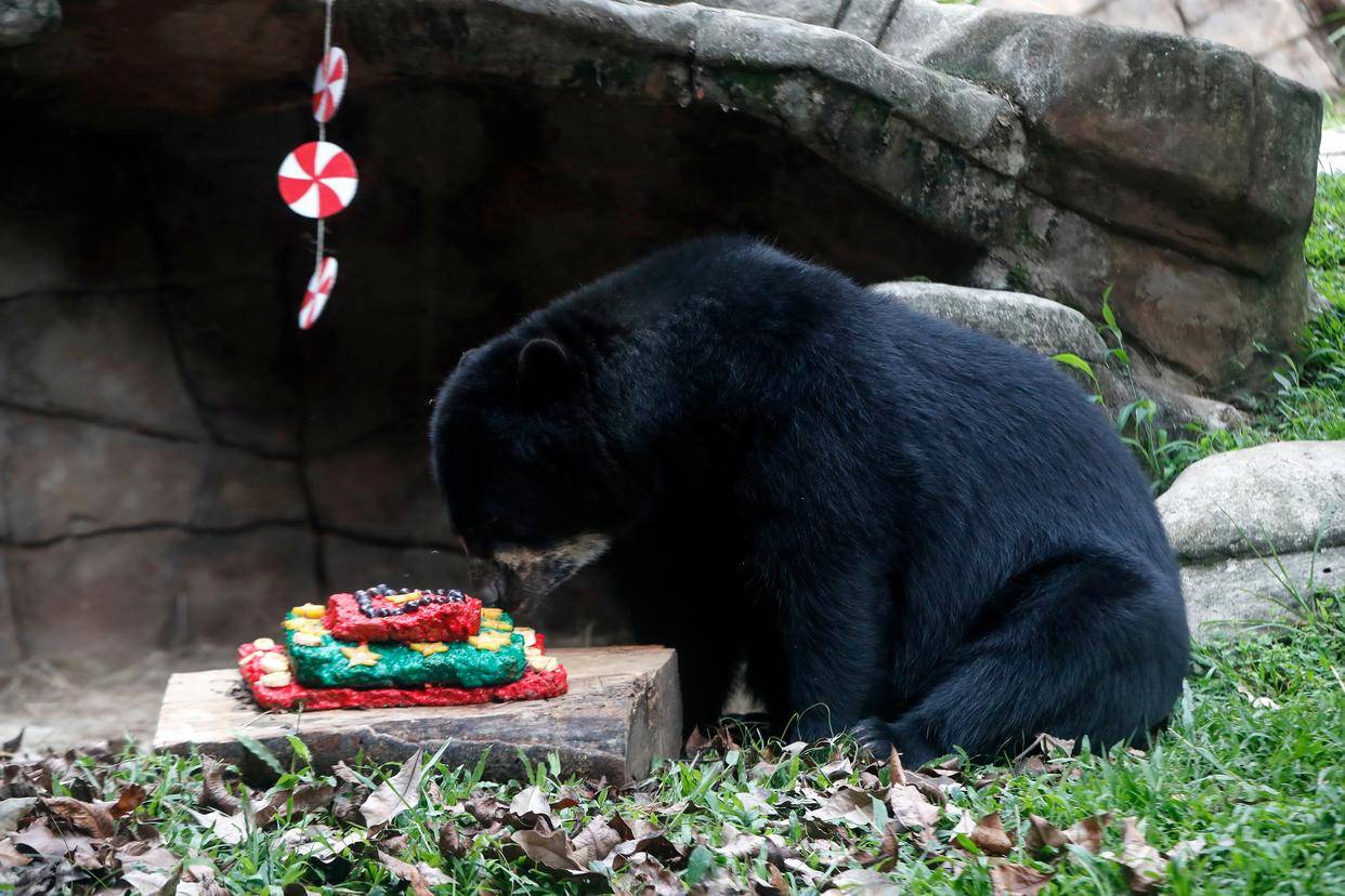 動物園裡度佳節_卡利_哥倫比亞_新華社