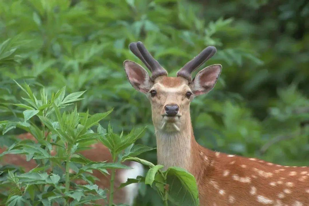 一旦讓慢鏡頭映入眼簾,就會發現,每一幀都那麼無憾