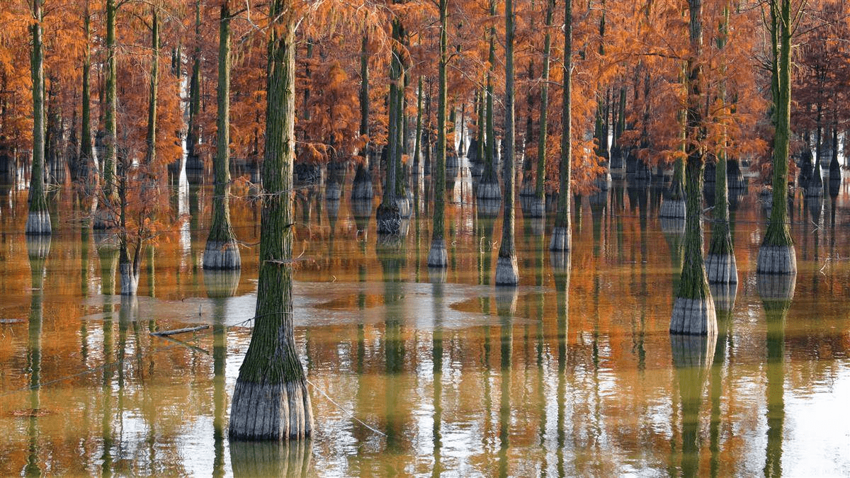 12月23日,在武漢市新洲區漲渡湖溼地森林公園裡,10000餘株池杉樹葉