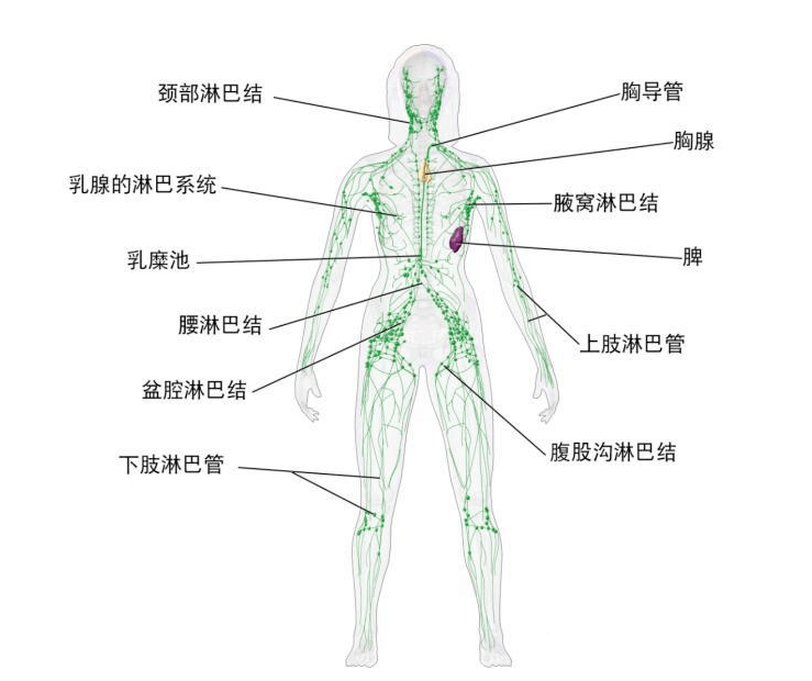 淋巴瘤是起源於淋巴組織的惡性腫瘤,我們身體的所有器官,組織,包括