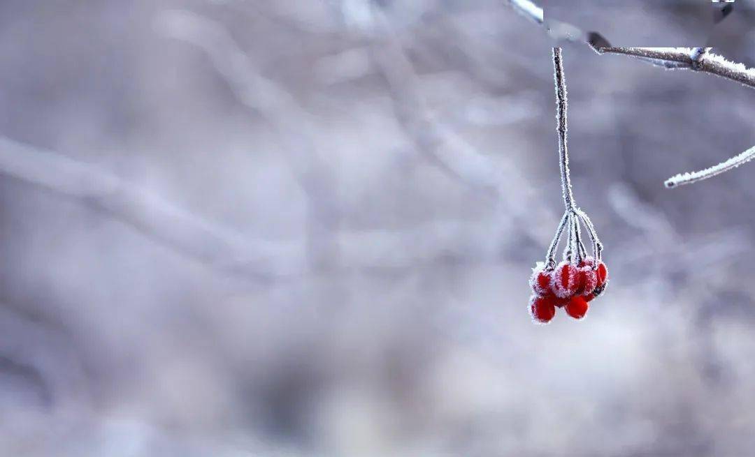 最美詠雪詩詞,美到靈魂裡_東風_雪花_大地