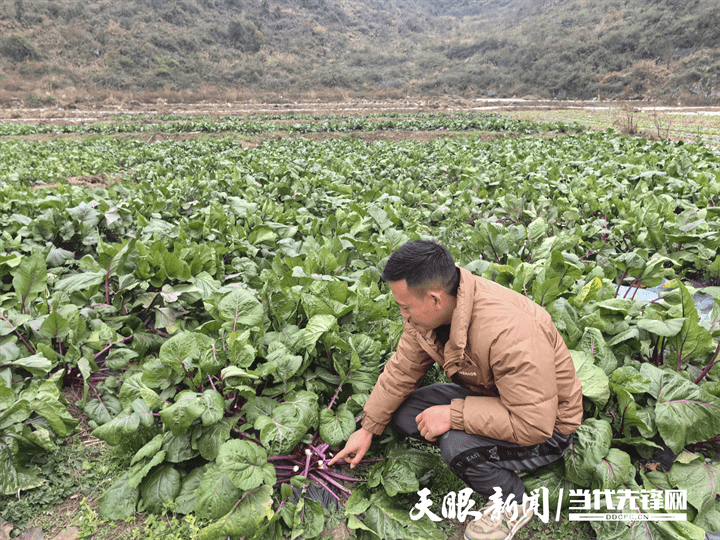 貴安新區高峰鎮老胖村:返鄉創業敢為人先的新農人_種植_胡華_油菜