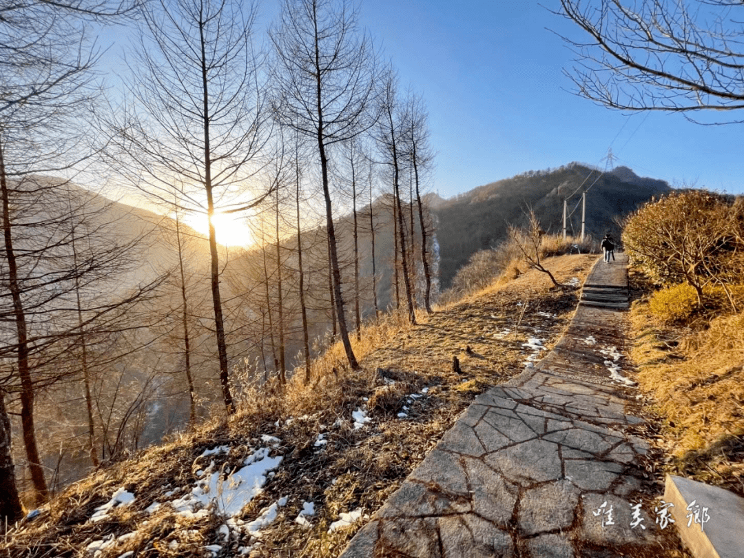 就藏在这冬日的一树一叶里最浪漫的景色在鸡心岭林间慢慢地走乘着暖阳