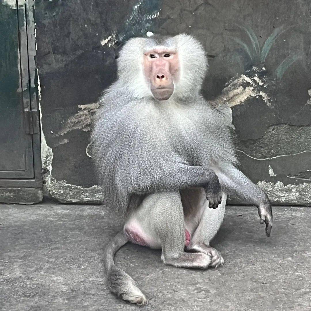 住在隔壁的漂亮姐姐_小美_狒狒_巧克力