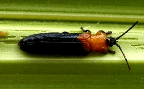 600—750倍 力通1500倍液进行防治,重点喷施槟榔等棕榈科植物心叶部位