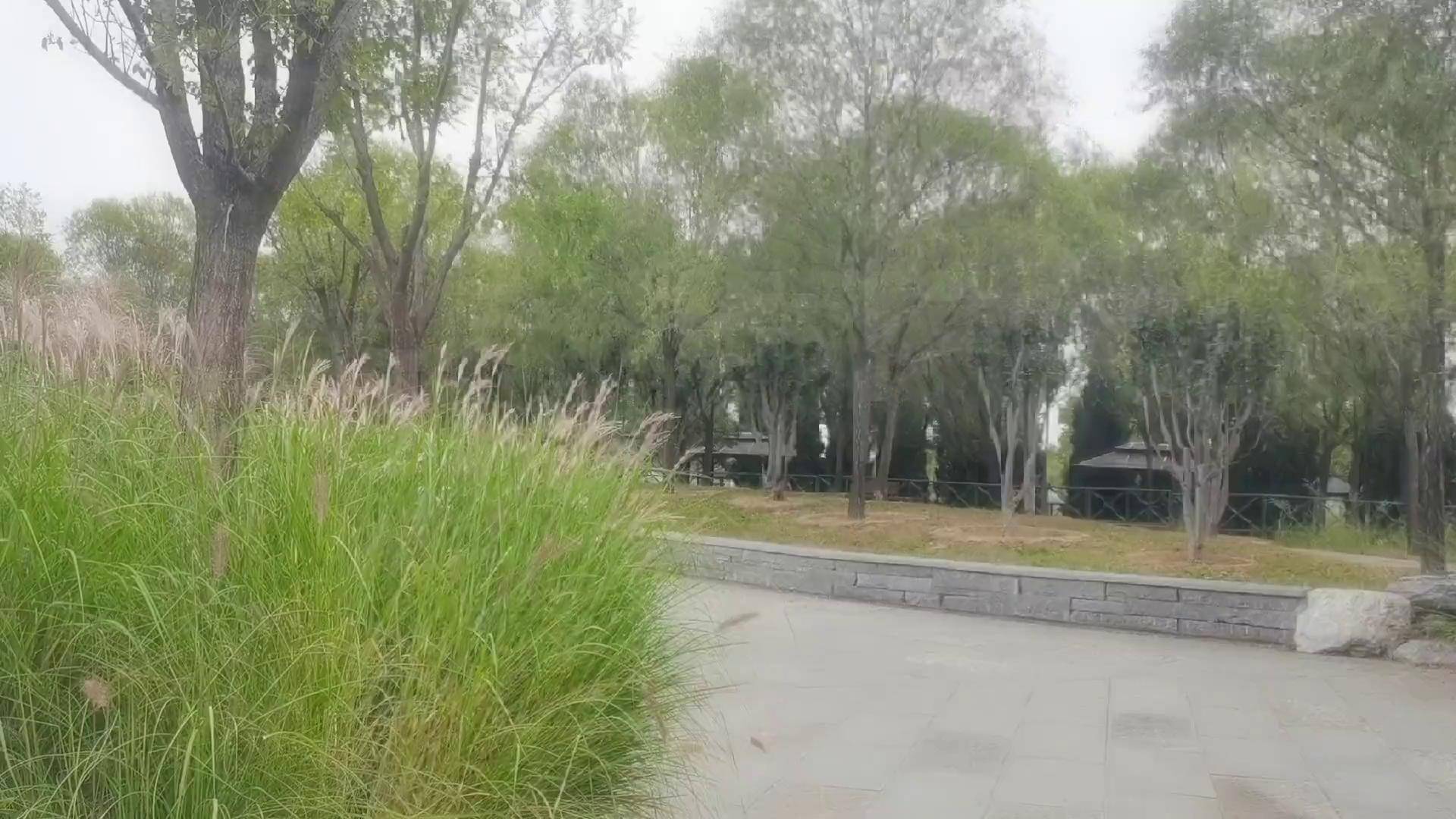 拍出电影感 魔性萨克斯 台湾万丽福萨克斯 萨克斯气声演奏 家有仙妻