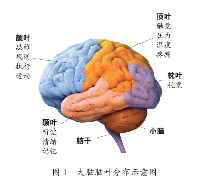 這些溝裂將大腦分為4個主要的腦葉,行使不同的腦功能,分別為額葉,頂葉