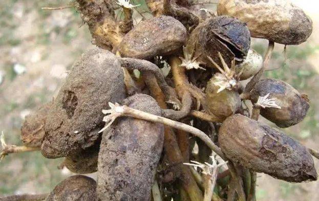 农民怎么防治花生果腐病?掌握6点方法很关键,是高产的前提!