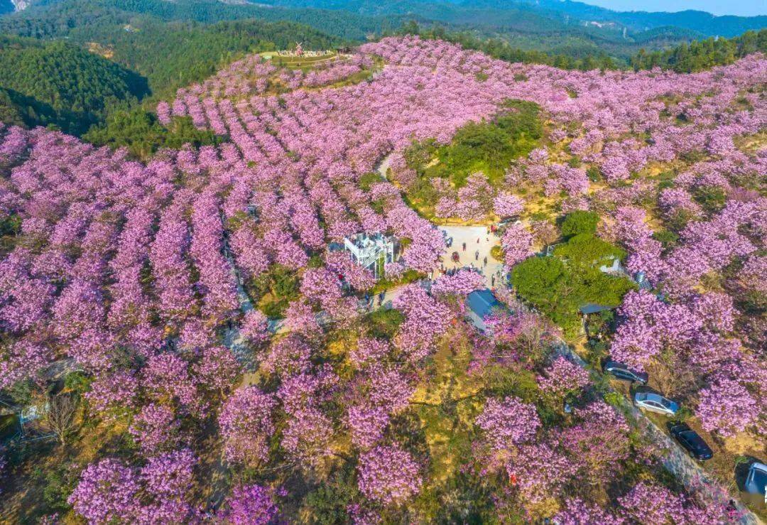 最近迎来了最美花季,600多亩紫花风铃位于大泽绿美生态园内的