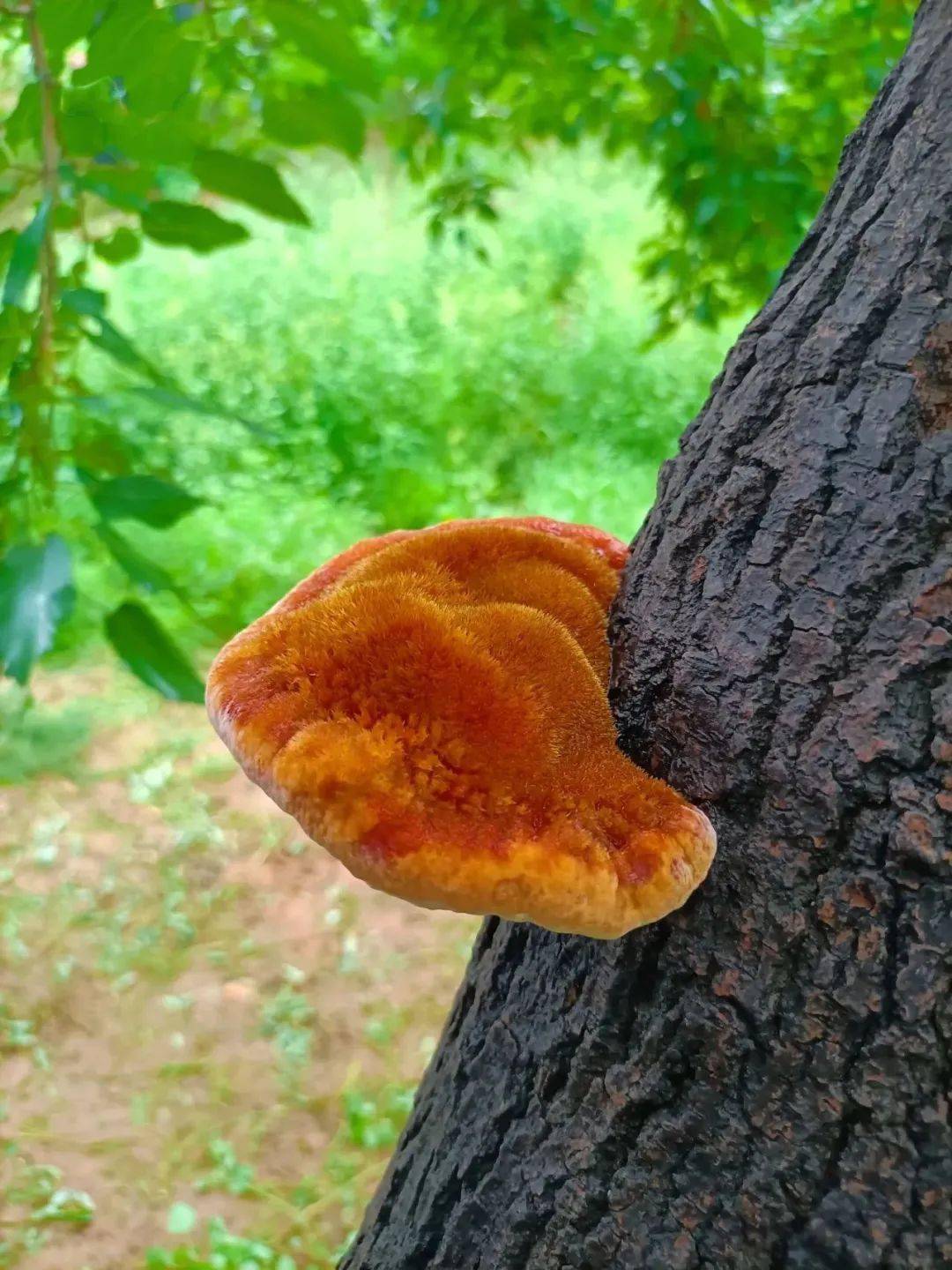 临清桑黄-大自然的珍贵馈赠_中国_桑树_黄金