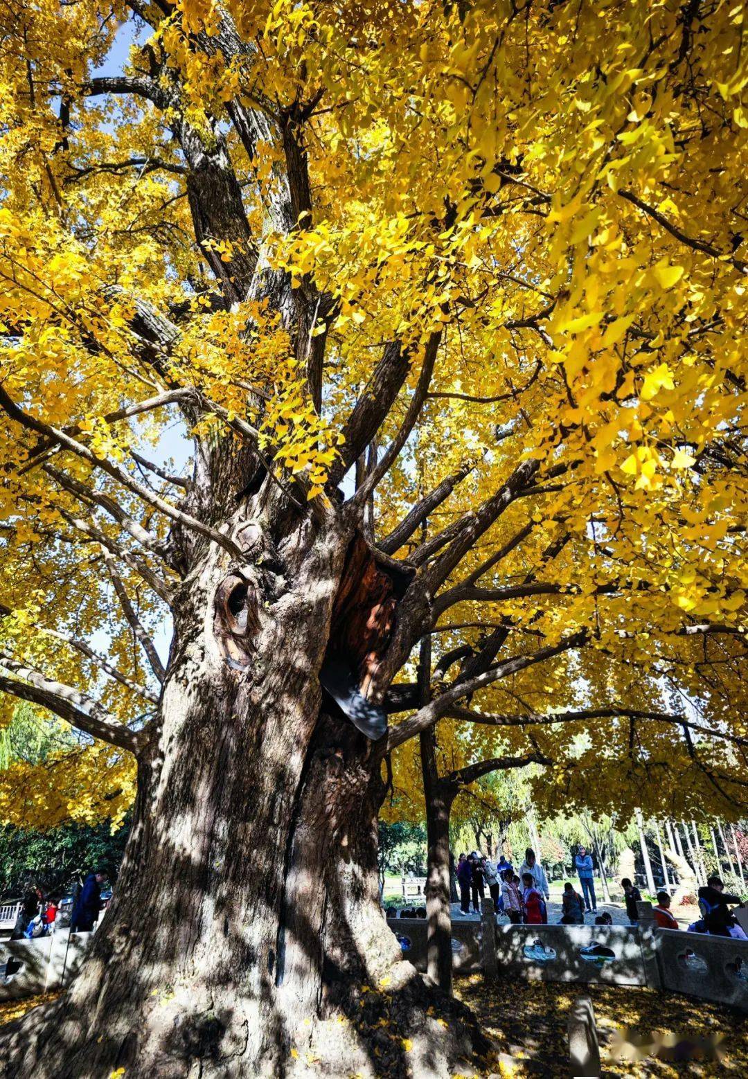 上海:千年古银杏公园_开平_鹰潭_自力村