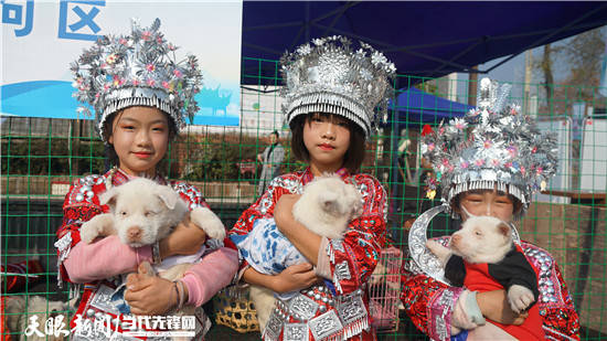 到凯里下司,"撸"世界名犬_活动_发展_贵州省