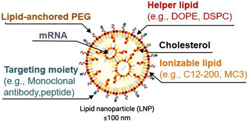 mrna 脂質納米顆粒遞送系統_藥物_技術_sarna