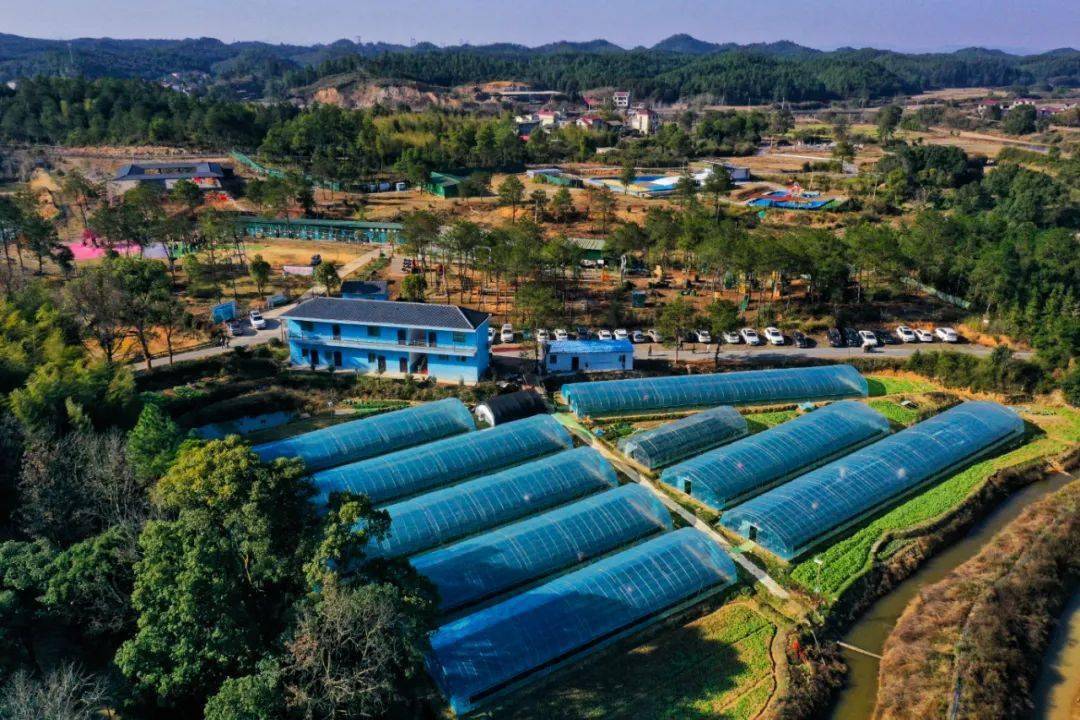 走進七都鄉井心草莓園,大棚裡暖意融融,鮮紅飽滿的草莓在綠葉的襯托之