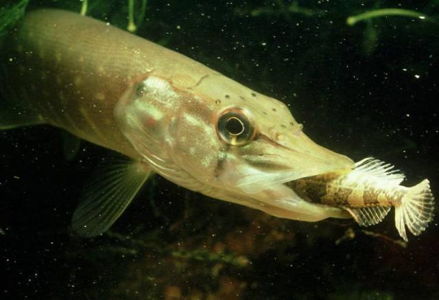 每天认识一条鱼(55)丨白斑狗鱼:来自北方的硬汉,只属于王者的荣耀