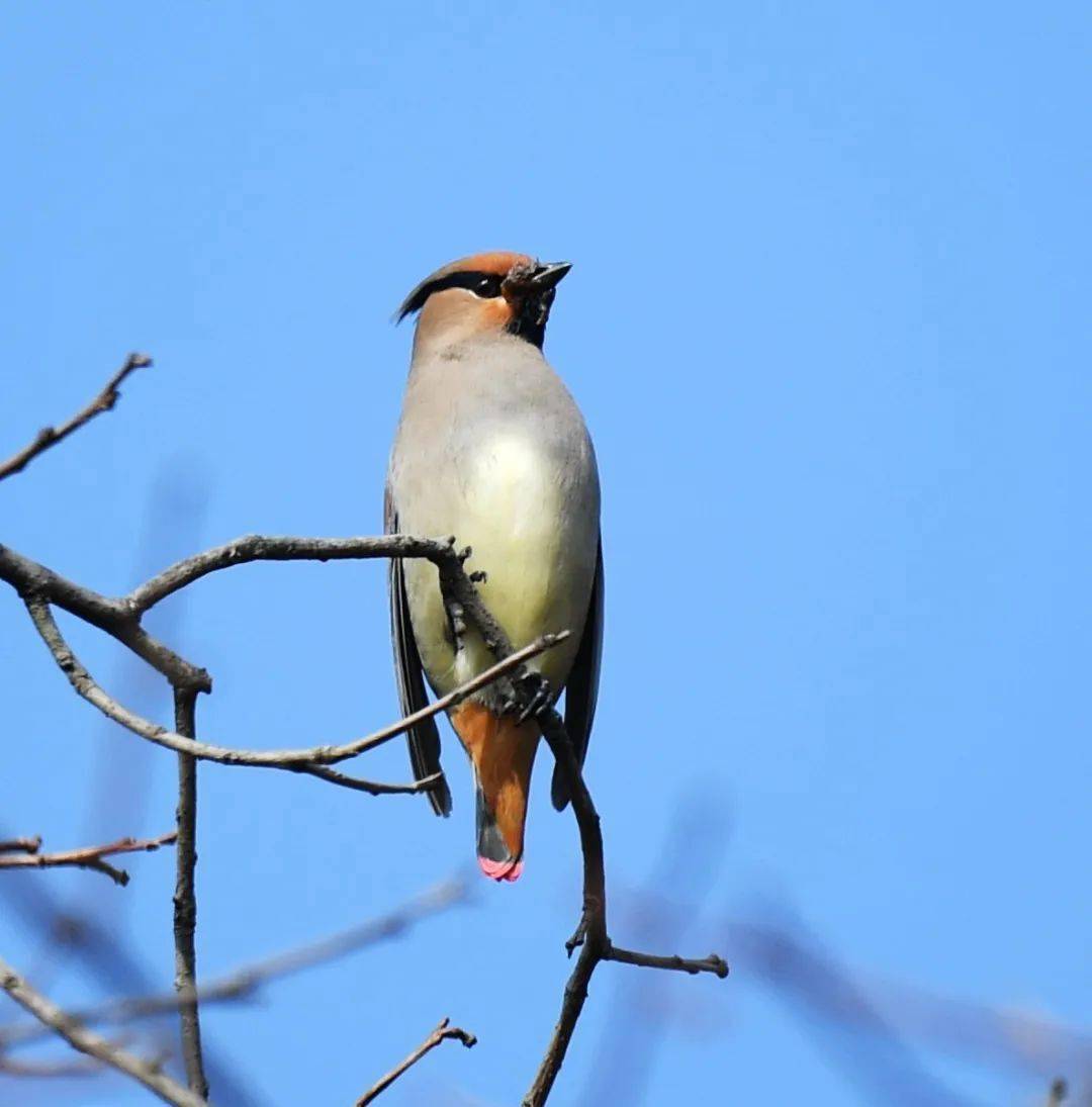 太平鳥亮相成縣_小灣村_紅色_樹木