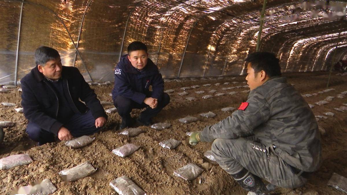 村集体与企业共同投资 谷城石花镇羊肚菌产业初见雏形_种植_大棚_用工