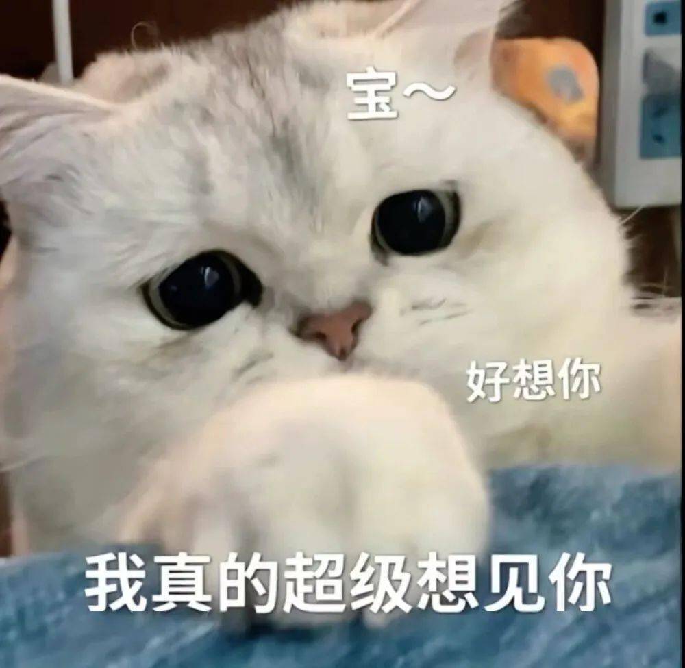 超撩人的猫咪情侣表情包 勾引到我了