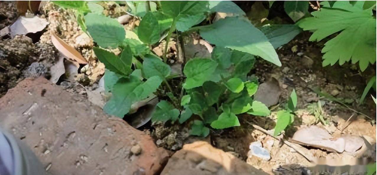 宿根風鈴草——— 盧布_進行_花枝_植株