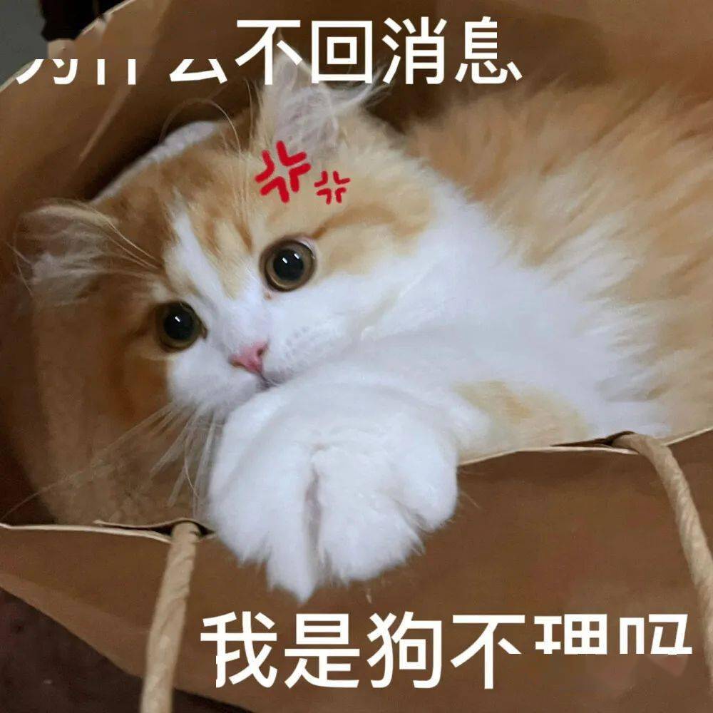 超撩人的猫咪情侣表情包 勾引到我了