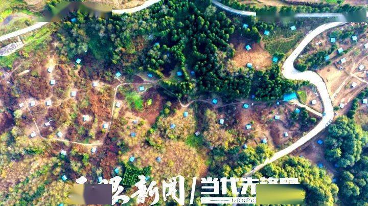 納雍縣化作鄉滾山雞林下養殖基地.王洋 攝開發多元的雞肉產品.