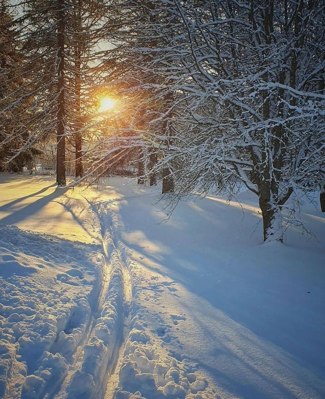 雪地森林,冬日暖阳